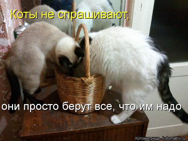 Котоматрица: Коты не спрашивают,  они просто берут все, что им надо