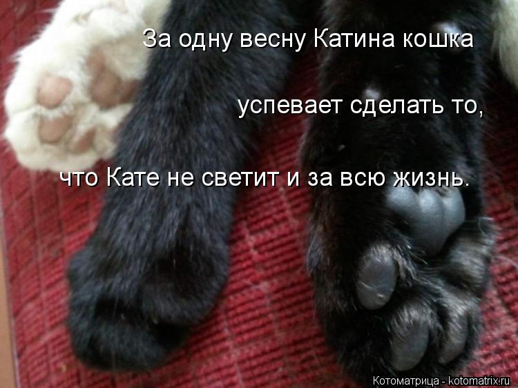 Котоматрица: За одну весну Катина кошка  успевает сделать то,  что Кате не светит и за всю жизнь.