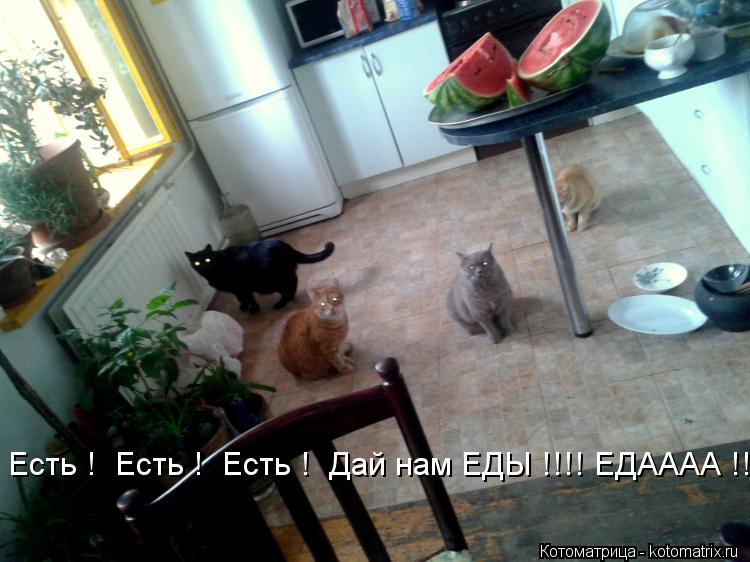 Котоматрица: Есть !  Есть !  Есть !  Дай нам ЕДЫ !!!! ЕДАААА !!! Есть !  Есть !  Есть !  Дай нам ЕДЫ !!!! ЕДАААА !!!