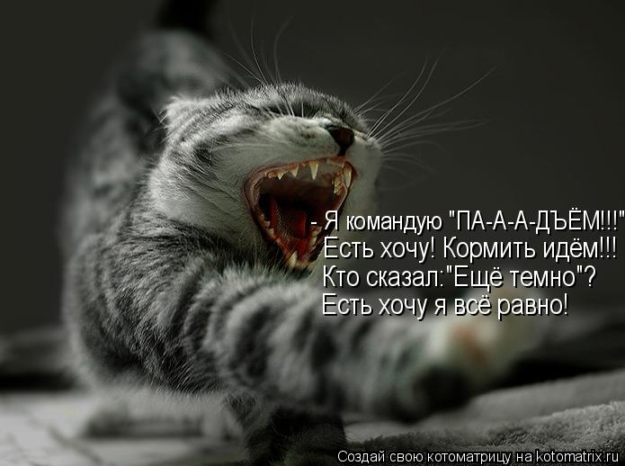 Котоматрица: - Я командую "ПА-А-А-ДЪЁМ!!!" Есть хочу! Кормить идём!!! Кто сказал:"Ещё темно"? Есть хочу я всё равно!