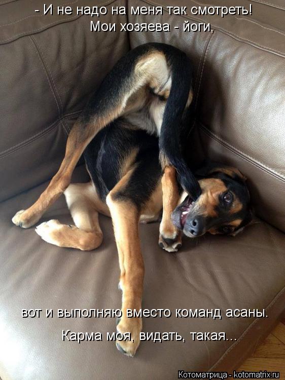 Котоматрица: - И не надо на меня так смотреть! Мои хозяева - йоги, вот и выполняю вместо команд асаны. Карма моя, видать, такая...