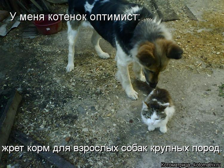 Котоматрица: У меня котенок оптимист:  жрет корм для взрослых собак крупных пород.