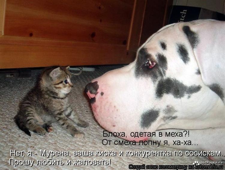 Котоматрица: Блоха, одетая в меха?! От смеха лопну я, ха-ха... Нет, я - Мурена, ваша киска и конкурентка по сосискам... Прошу любить и жаловать!