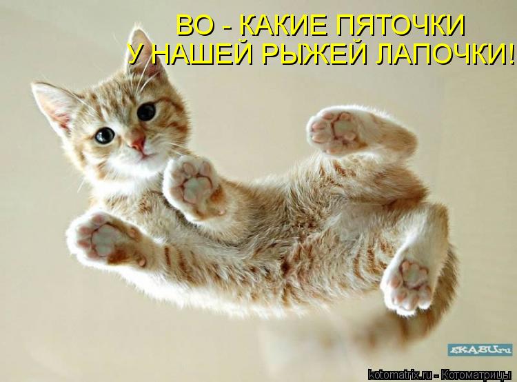 Котоматрица: ВО - КАКИЕ ПЯТОЧКИ  У НАШЕЙ РЫЖЕЙ ЛАПОЧКИ!