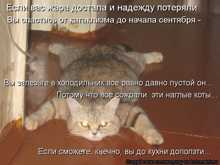 Котоматрица: Если вас жара достала и надежду потеряли Вы залезьте в холодильник:все равно давно пустой он... Потому что все сожрали  эти наглые коты... Есл