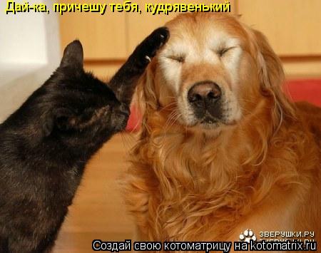 Котоматрица: Дай-ка, причешу тебя, кудрявенький