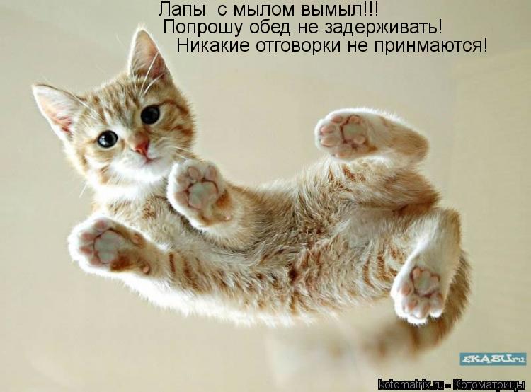 Котоматрица: Лапы  с мылом вымыл!!! Попрошу обед не задерживать! Никакие отговорки не принмаются!