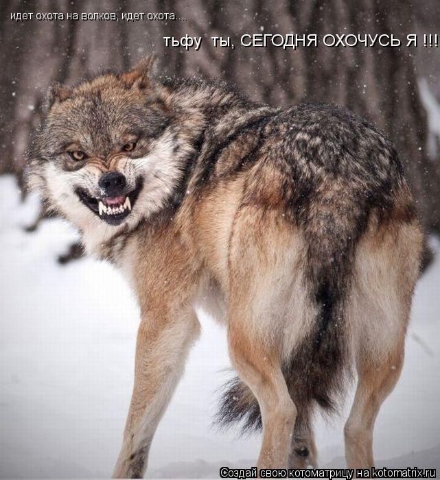 Котоматрица: идет охота на волков, идет охота.... тьфу  ты, СЕГОДНЯ ОХОЧУСЬ Я !!!