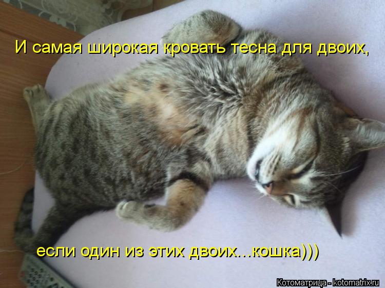 Котоматрица: И самая широкая кровать тесна для двоих,  если один из этих двоих...кошка)))