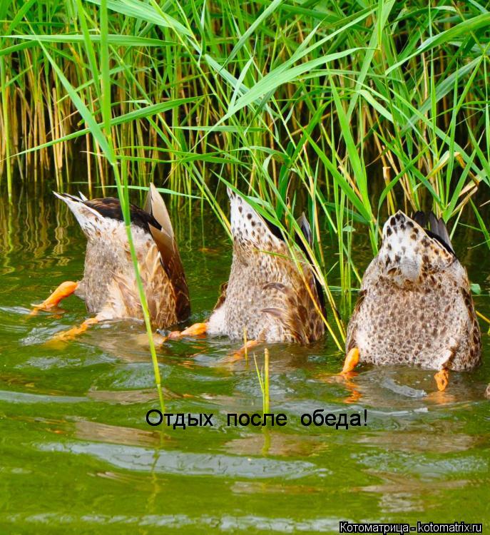 Котоматрица: Отдых  после  обеда! Отдых  после  обеда!