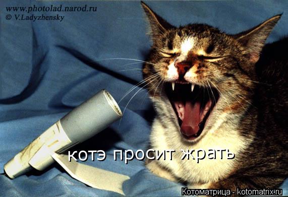 Котоматрица: котэ просит жрать  котэ просит жрать