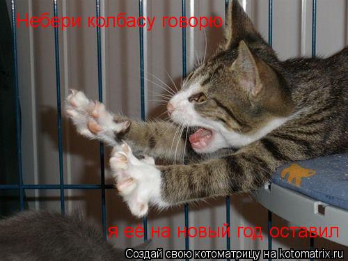 Котоматрица: Небери колбасу говорю я её на новый год оставил