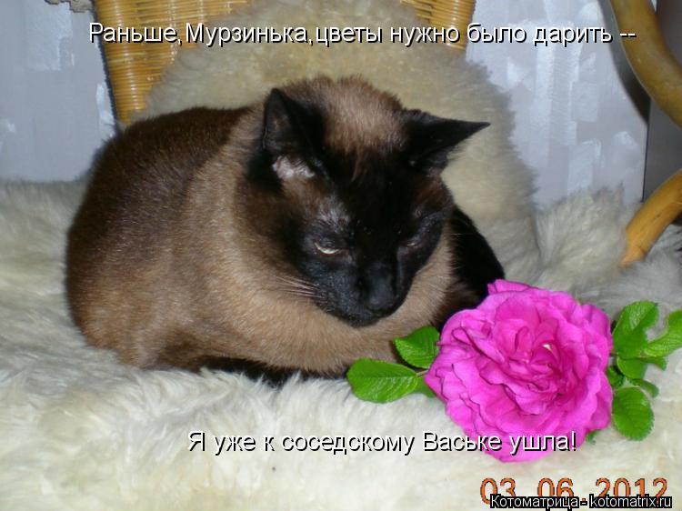 Котоматрица: Раньше,Мурзинька,цветы нужно было дарить -- Я уже к соседскому Ваське ушла!