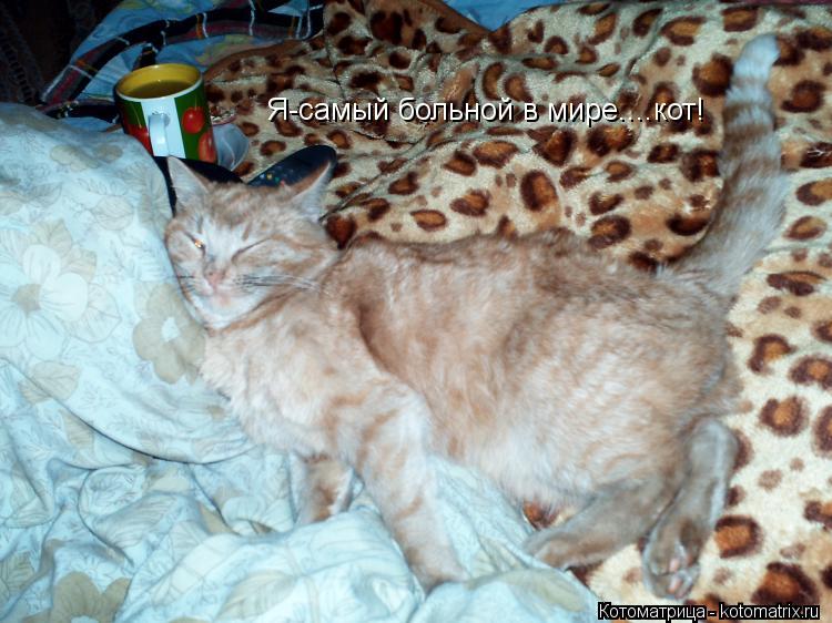 Котоматрица: Я-самый больной в мире....кот!