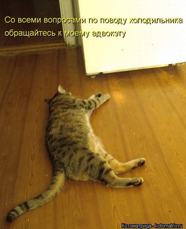 Котоматрица: Со всеми вопросами по поводу холодильника обращайтесь к моему адвокэту