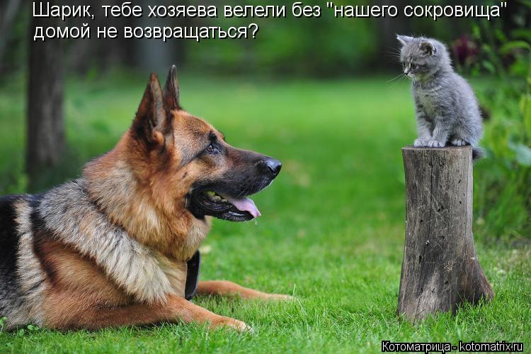 Котоматрица: Шарик, тебе хозяева велели без "нашего сокровища" домой не возвращаться?