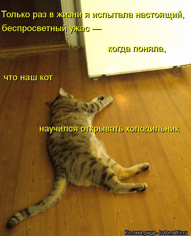 Котоматрица: Только раз в жизни я испытала настоящий,  беспросветный ужас —  когда поняла,  что наш кот  научился открывать холодильник