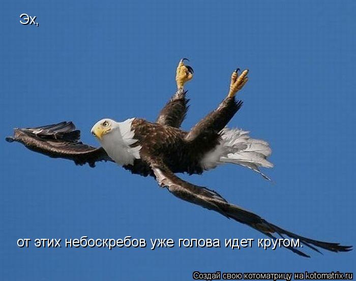 Котоматрица: от этих небоскребов уже голова идет кругом. Эх,
