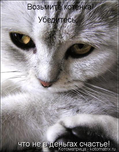 Котоматрица: Возьмите котенка! Убедитесь, что не в деньгах счастье!