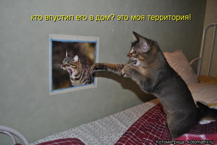 Котоматрица: кто впустил его в дом? это моя территория!