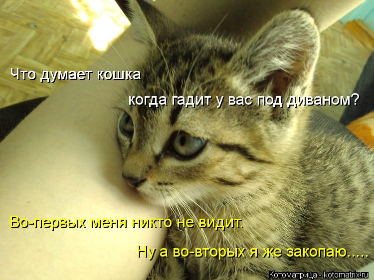 Что думает кошка когда гадит у вас под диваном? Во-первых меня никто не видит. Ну а во-вторых я же за... Котоматрица: Что думает кошка когда гадит у вас под диваном? Во-первых меня никто не видит. Ну а во-вторых я же закопаю.....