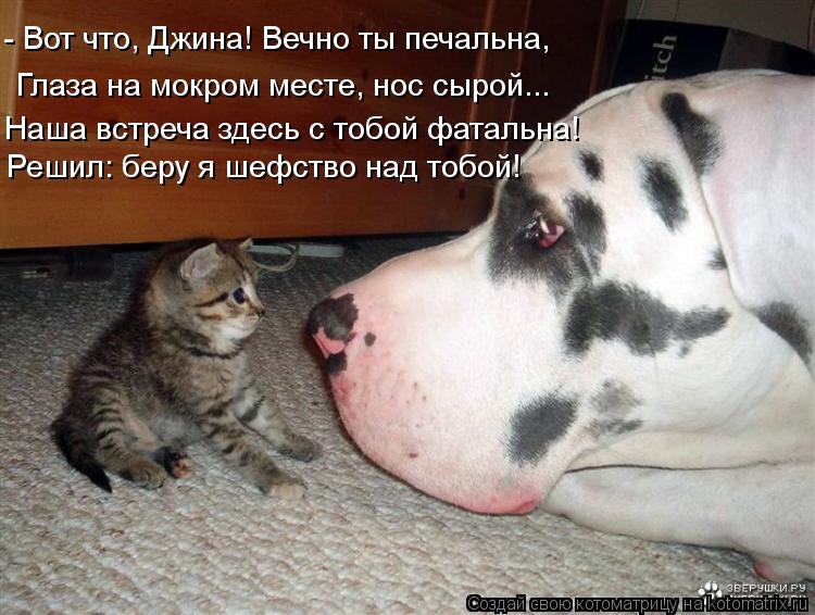 Решил: беру я шефство над тобой! Глаза на мокром месте, нос сырой... - Вот что, Джина! Вечно ты печа... Котоматрица: Решил: беру я шефство над тобой! Глаза на мокром месте, нос сырой... - Вот что, Джина! Вечно ты печальна, Наша встреча здесь с тобой фатальна!