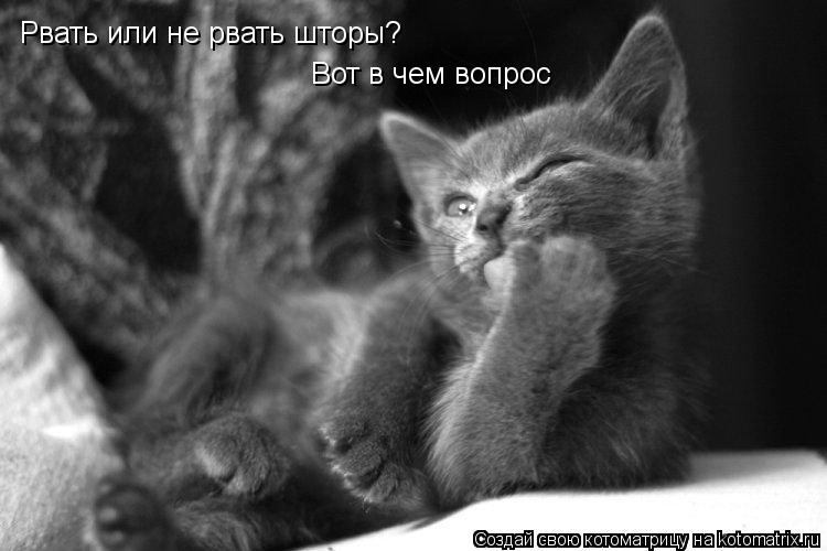 Котоматрица: Рвать или не рвать шторы? Вот в чем вопрос