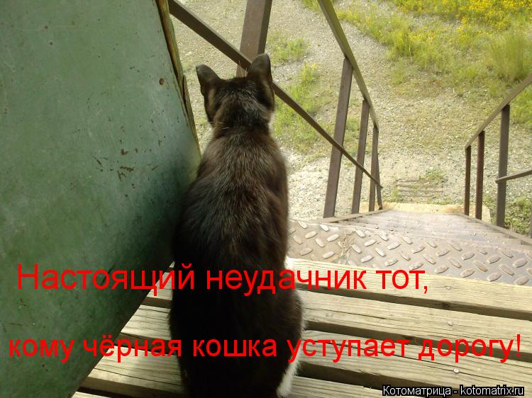 Котоматрица: Настоящий неудачник тот,  кому чёрная кошка уступает дорогу!