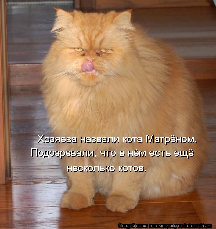 Хозяева назвали кота Матрёном. Подозревали, что в нём есть ещё несколько котов.... Котоматрица: Хозяева назвали кота Матрёном. Подозревали, что в нём есть ещё несколько котов.