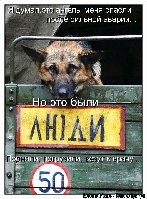 Я думал,это ангелы меня спасли после сильной аварии... Подняли, погрузили, везут к врачу... Но это бы... Котоматрица: Я думал,это ангелы меня спасли после сильной аварии... Подняли, погрузили, везут к врачу... Но это были