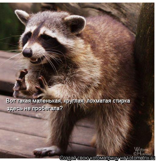 Котоматрица: Вот такая маленькая, круглая, лохматая стирка здесь не пробегала?