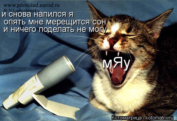 Котоматрица: и снова напился я опять мне мерещится сон и ничего поделать не могу мЯу