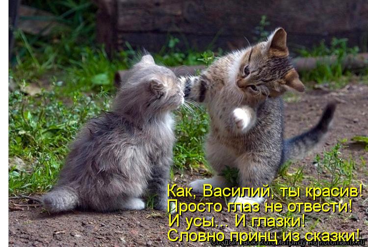 Котоматрица: Как, Василий, ты красив! Просто глаз не отвести! И усы... И глазки! Словно принц из сказки!