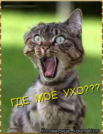 Котоматрица: ГДЕ  МОЕ  УХО???