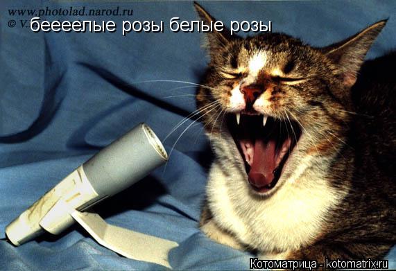 Котоматрица: беееелые розы белые розы