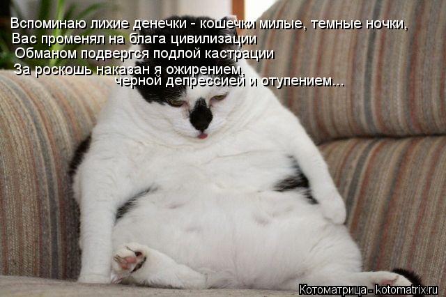 Котоматрица: Вспоминаю лихие денечки - кошечки милые, темные ночки, Вас променял на блага цивилизации Обманом подвергся подлой кастрации За роскошь нак
