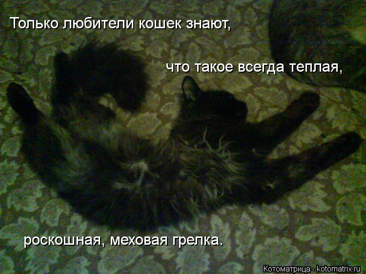 Котоматрица: Только любители кошек знают,  что такое всегда теплая,  роскошная, меховая грелка.
