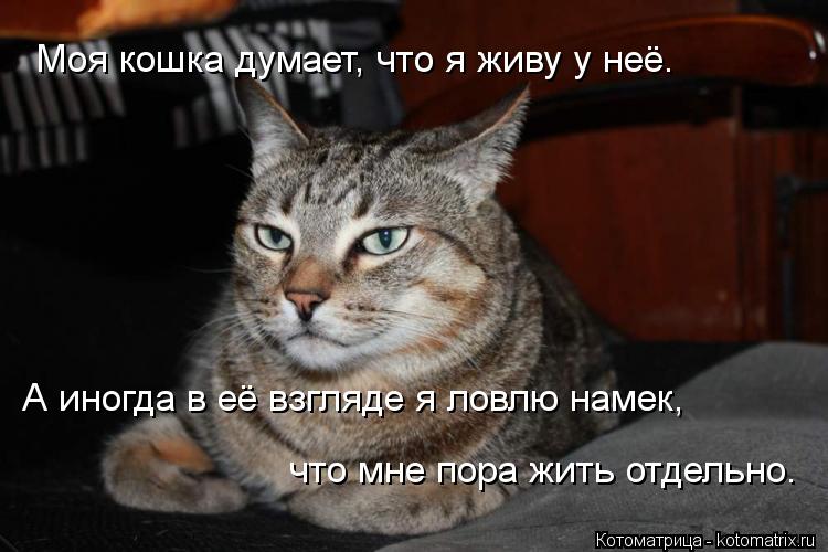 Котоматрица: Моя кошка думает, что я живу у неё.     А иногда в её взгляде я ловлю намек,  что мне пора жить отдельно.