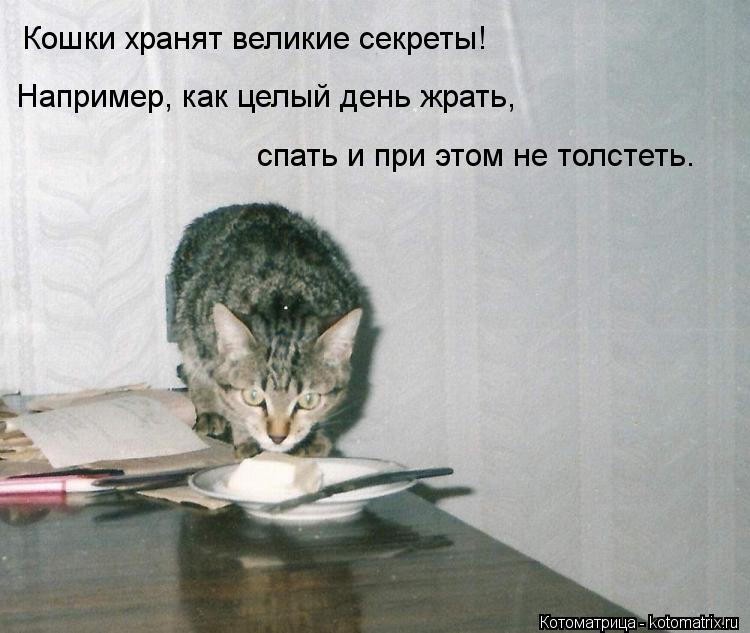 Котоматрица: Кошки хранят великие секреты!     Например, как целый день жрать,  спать и при этом не толстеть.