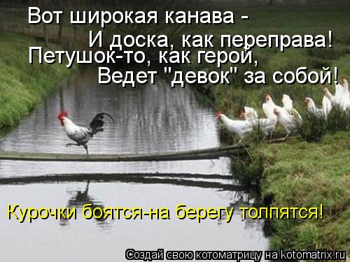 Котоматрица: Вот широкая канава -  И доска, как переправа! Петушок-то, как герой, Ведет "девок" за собой!  Курочки боятся-на берегу толпятся!