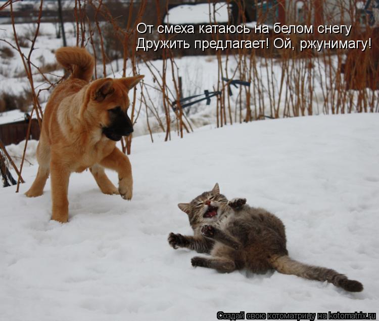 Котоматрица: От смеха катаюсь на белом снегу Дружить предлагает! Ой, ржунимагу!