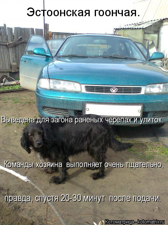 Котоматрица: Эстоонская гоончая.  правда, спустя 20-30 минут  после подачи. Команды хозяина  выполняет очень тщательно, Выведена для загона раненых черепах