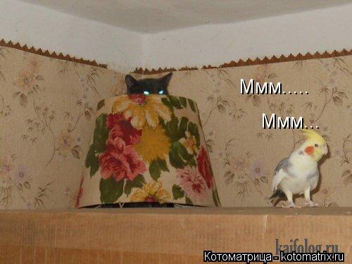 Котоматрица: Ммм... Ммм.....