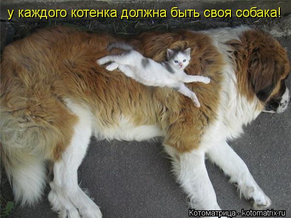 Котоматрица: у каждого котенка должна быть своя собака!