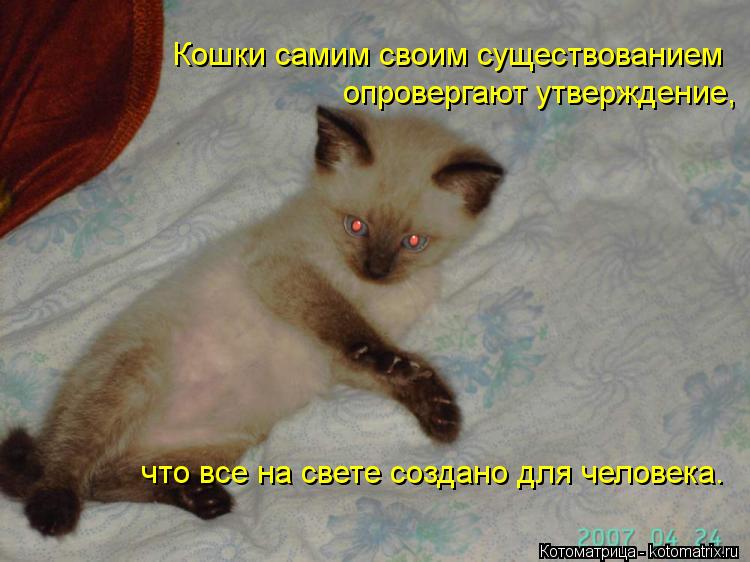 Котоматрица: Кошки самим своим существованием  опровергают утверждение,  что все на свете создано для человека.