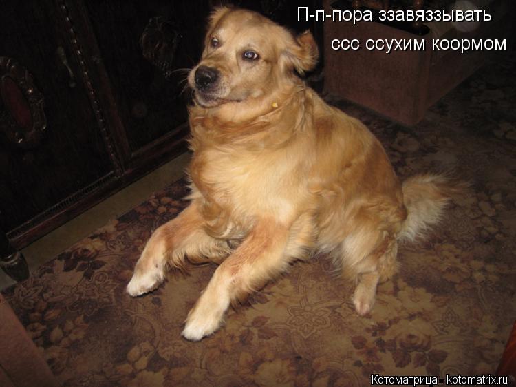 П-п-пора ззавяззывать ссс ссухим коормом... Котоматрица: П-п-пора ззавяззывать ссс ссухим коормом