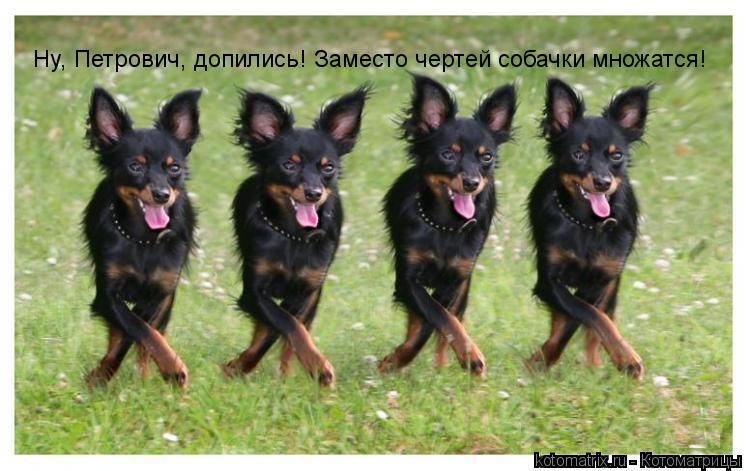Котоматрица: Ну, Петрович, допились! Заместо чертей собачки множатся!