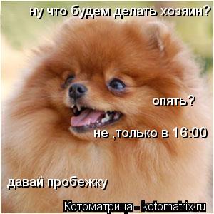 Котоматрица: ну что будем делать хозяин? давай пробежку опять? не ,только в 16:00