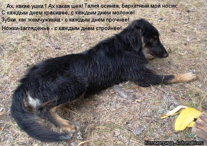 Котоматрица: Ах, какие ушки ! Ах какая шея!  Талия осиная, бархатный мой носик С каждым днем красивее, с каждым днем моложе! Зубки, как жемчужинки - с каждым 