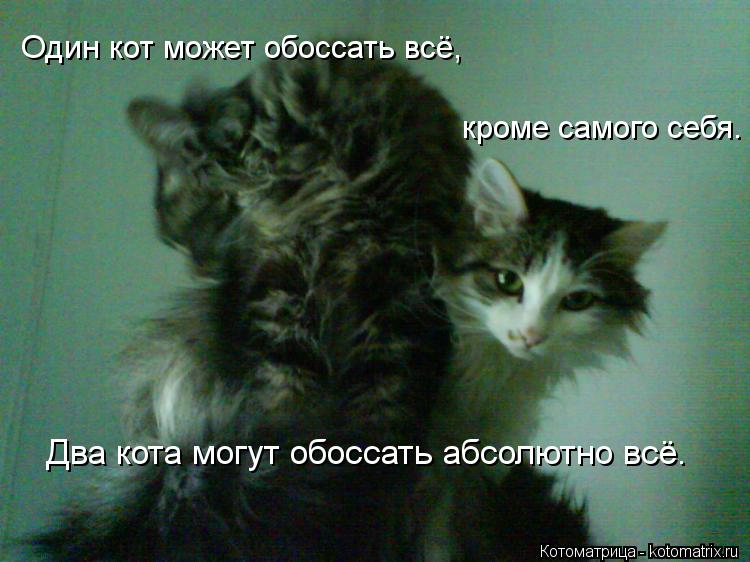 Котоматрица: Один кот может обоссать всё,  кроме самого себя.     Два кота могут обоссать абсолютно всё.